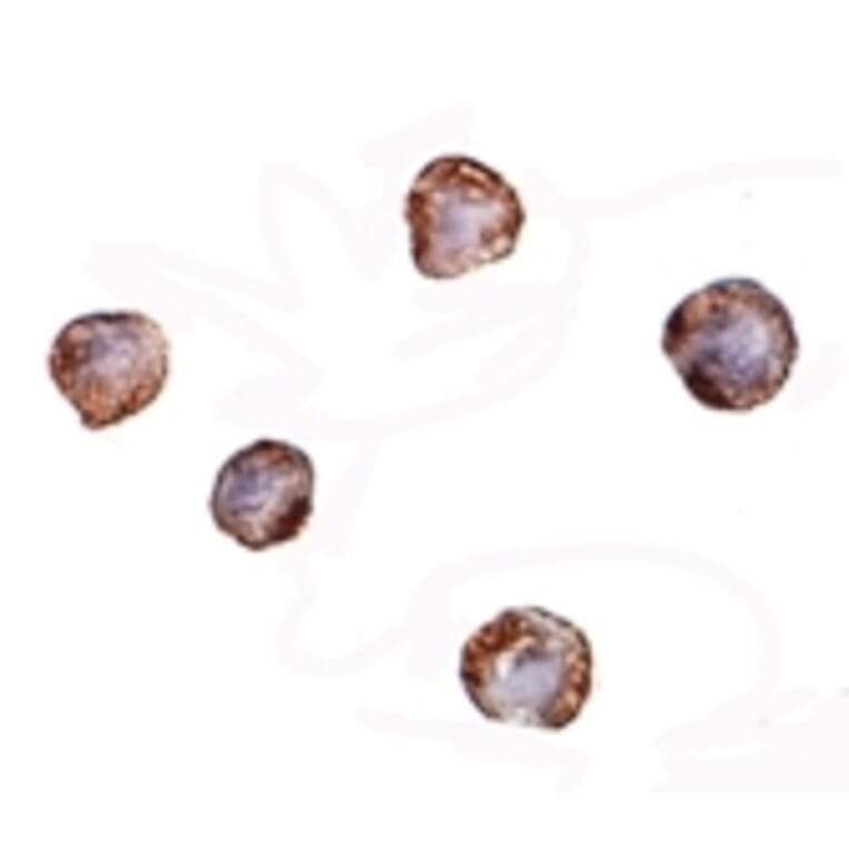 Immunocytochemistry - XBP-1 Monoclonal Antibody from Signalway Antibody (26030) - Antibodies.com