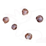 Immunocytochemistry - XBP-1 Monoclonal Antibody from Signalway Antibody (26030) - Antibodies.com