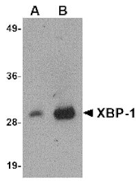 Western blot - XBP-1 Monoclonal Antibody from Signalway Antibody (26031) - Antibodies.com