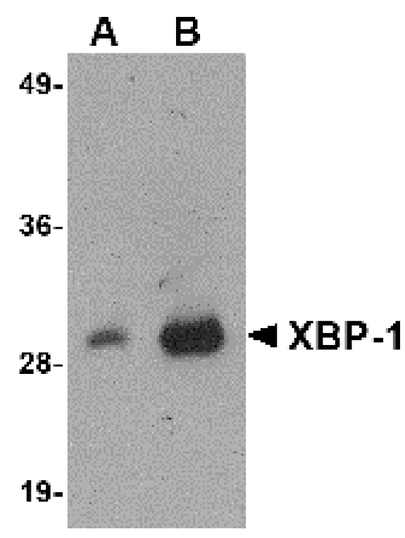 Western blot - XBP-1 Monoclonal Antibody from Signalway Antibody (26031) - Antibodies.com