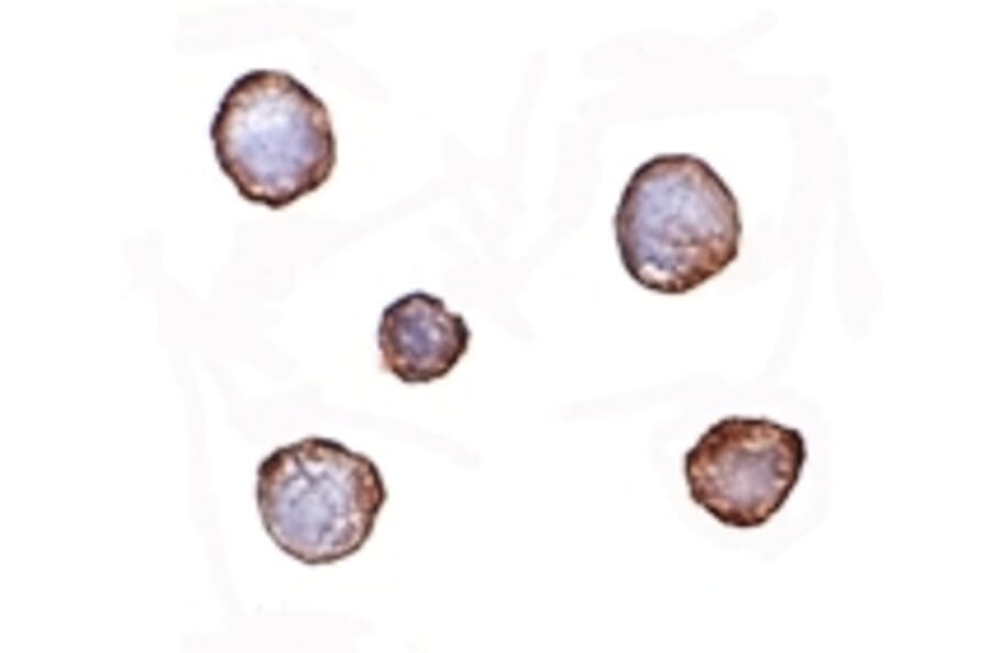 Immunocytochemistry - XBP-1 Monoclonal Antibody from Signalway Antibody (26031) - Antibodies.com