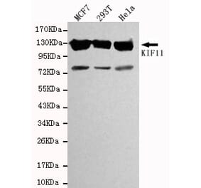 Western blot - KIF11 Monoclonal Antibody from Signalway Antibody (27083) - Antibodies.com