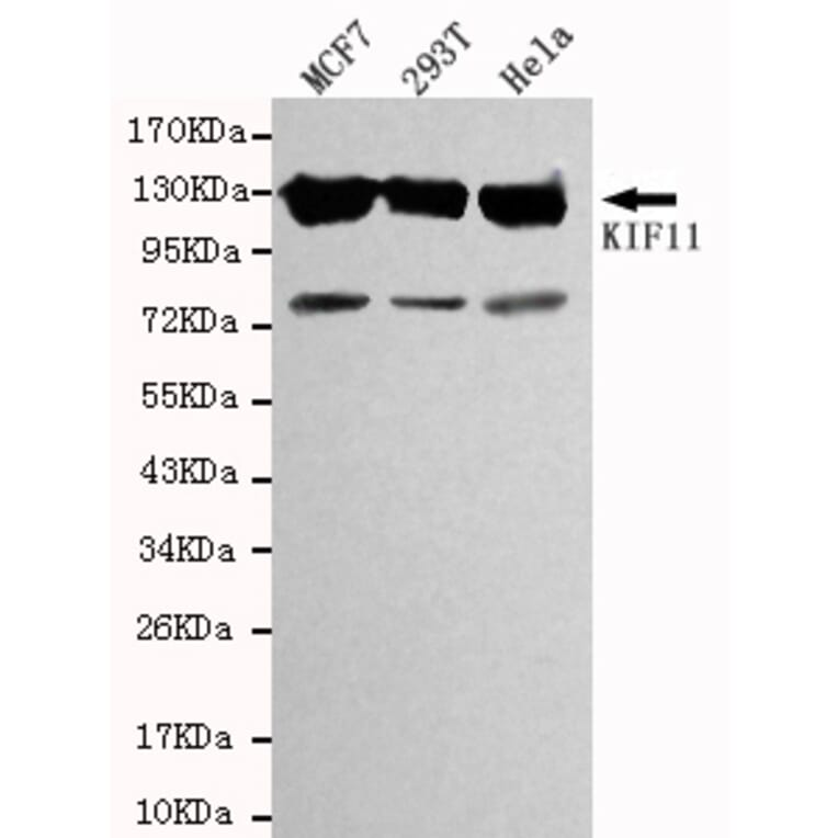 Western blot - KIF11 Monoclonal Antibody from Signalway Antibody (27083) - Antibodies.com