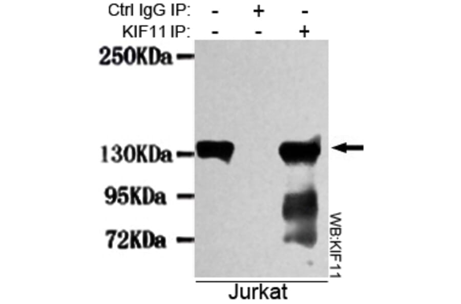 Immunoprecipitation - KIF11 Monoclonal Antibody from Signalway Antibody (27083) - Antibodies.com
