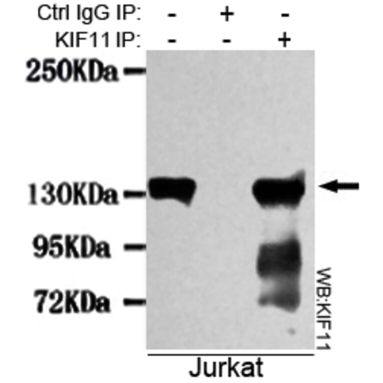 Immunoprecipitation - KIF11 Monoclonal Antibody from Signalway Antibody (27083) - Antibodies.com