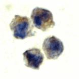 Immunocytochemistry - IL-22 Receptor Antibody from Signalway Antibody (24153) - Antibodies.com