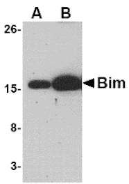 Western blot - Bim Monoclonal Antibody from Signalway Antibody (26024) - Antibodies.com