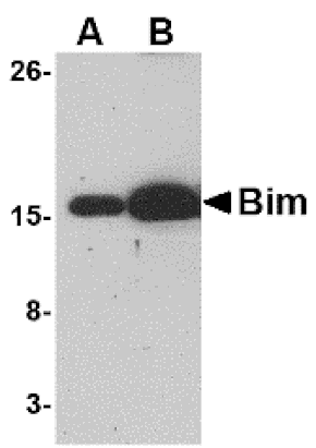 Western blot - Bim Monoclonal Antibody from Signalway Antibody (26024) - Antibodies.com