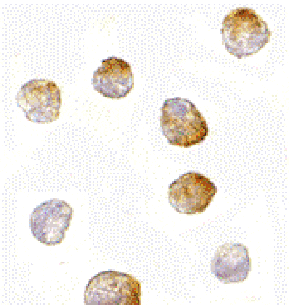 Immunocytochemistry - Bim Monoclonal Antibody from Signalway Antibody (26024) - Antibodies.com