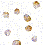 Immunocytochemistry - Bim Monoclonal Antibody from Signalway Antibody (26024) - Antibodies.com