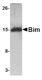 Western blot - Bim Monoclonal Antibody from Signalway Antibody (26025) - Antibodies.com