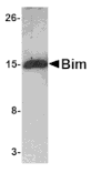 Western blot - Bim Monoclonal Antibody from Signalway Antibody (26025) - Antibodies.com