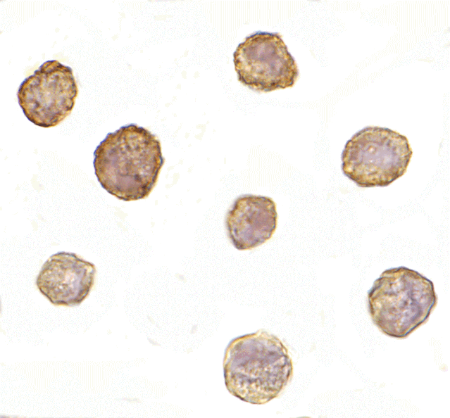 Immunocytochemistry - Bim Monoclonal Antibody from Signalway Antibody (26025) - Antibodies.com