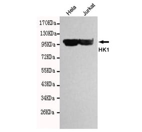 Western blot - HK1 Monoclonal Antibody from Signalway Antibody (27098) - Antibodies.com