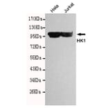 Western blot - HK1 Monoclonal Antibody from Signalway Antibody (27098) - Antibodies.com