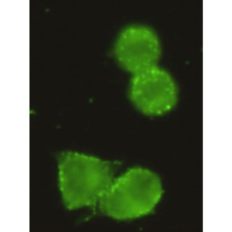 Immunocytochemistry - HK1 Monoclonal Antibody from Signalway Antibody (27098) - Antibodies.com