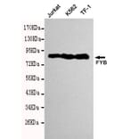 Western blot - FYB Monoclonal Antibody from Signalway Antibody (27114) - Antibodies.com