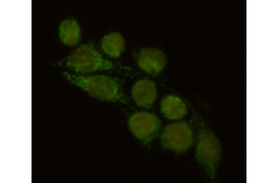 Immunocytochemistry - FYB Monoclonal Antibody from Signalway Antibody (27114) - Antibodies.com