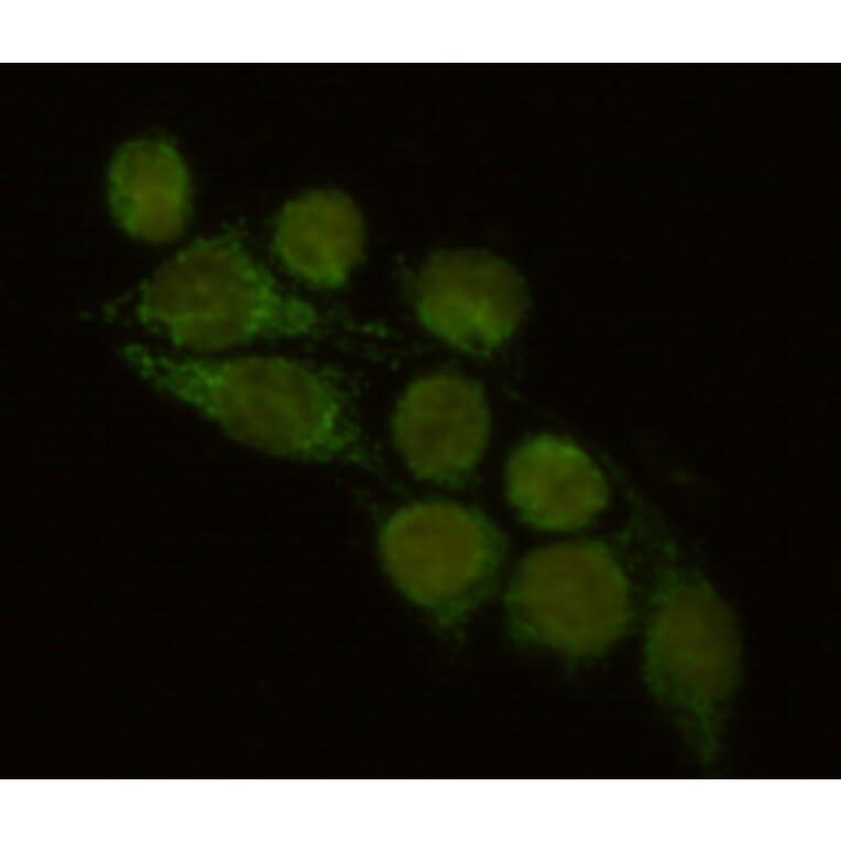 Immunocytochemistry - FYB Monoclonal Antibody from Signalway Antibody (27114) - Antibodies.com