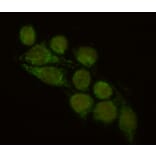 Immunocytochemistry - FYB Monoclonal Antibody from Signalway Antibody (27114) - Antibodies.com