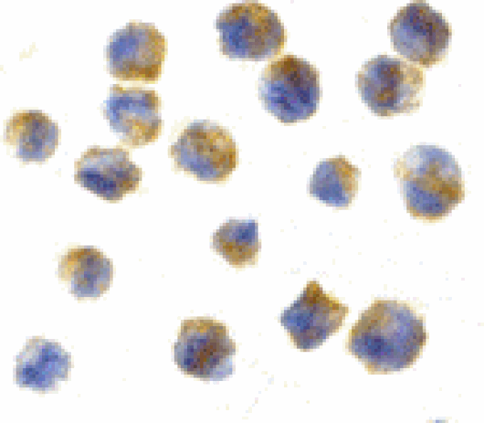 Immunocytochemistry - Precerebellin Antibody from Signalway Antibody (24339) - Antibodies.com