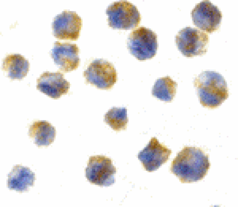 Immunocytochemistry - Precerebellin Antibody from Signalway Antibody (24339) - Antibodies.com