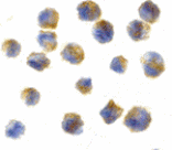Immunocytochemistry - Precerebellin Antibody from Signalway Antibody (24339) - Antibodies.com