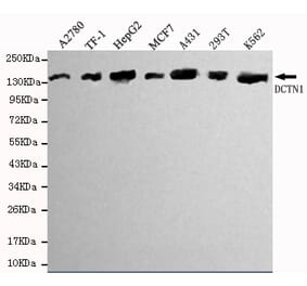 Western blot - Dynactin 1 (N-terminus) Monoclonal Antibody from Signalway Antibody (27082) - Antibodies.com