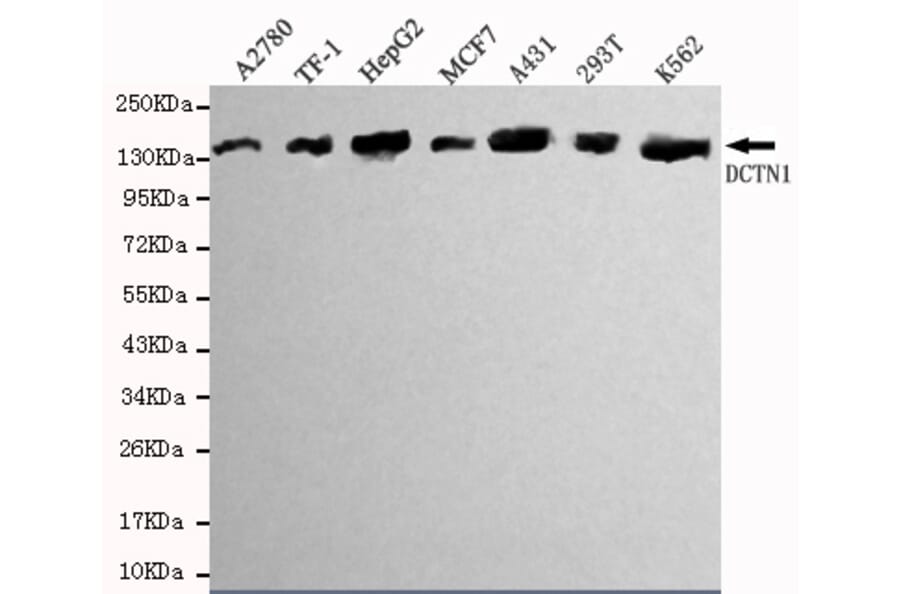 Western blot - Dynactin 1 (N-terminus) Monoclonal Antibody from Signalway Antibody (27082) - Antibodies.com