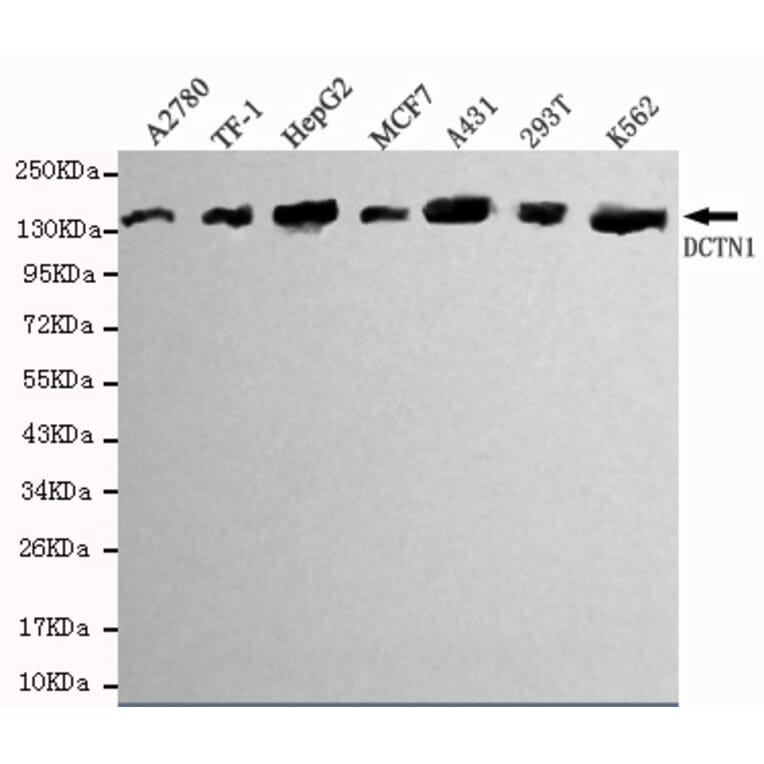 Western blot - Dynactin 1 (N-terminus) Monoclonal Antibody from Signalway Antibody (27082) - Antibodies.com