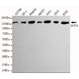 Western blot - Dynactin 1 (N-terminus) Monoclonal Antibody from Signalway Antibody (27082) - Antibodies.com