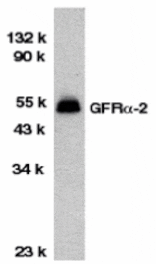 Western blot - GFR alpha 2 Antibody from Signalway Antibody (24020) - Antibodies.com