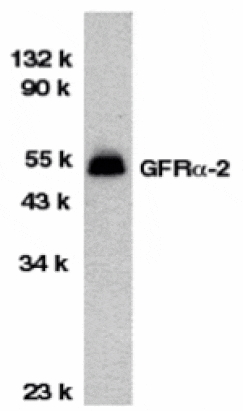 Western blot - GFR alpha 2 Antibody from Signalway Antibody (24020) - Antibodies.com