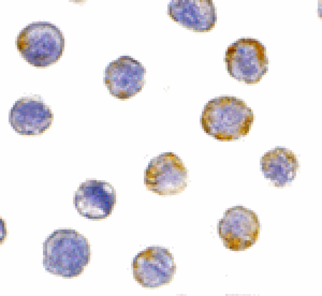 Immunocytochemistry - GFR alpha 2 Antibody from Signalway Antibody (24020) - Antibodies.com