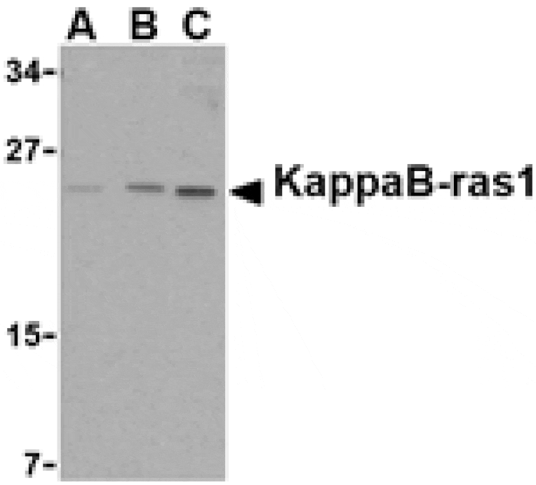 Western blot - KappaB ras1 Antibody from Signalway Antibody (24151) - Antibodies.com