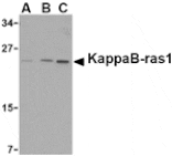 Western blot - KappaB ras1 Antibody from Signalway Antibody (24151) - Antibodies.com