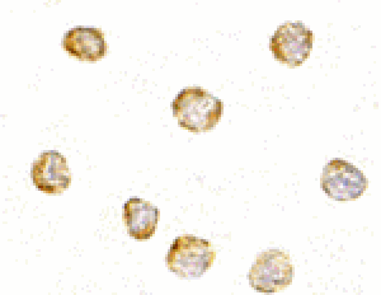 Immunocytochemistry - KappaB ras1 Antibody from Signalway Antibody (24151) - Antibodies.com