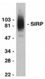 Western blot - SIRP alpha Antibody from Signalway Antibody (24015) - Antibodies.com