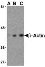 Western blot - Beta-actin Antibody from Signalway Antibody (24404) - Antibodies.com