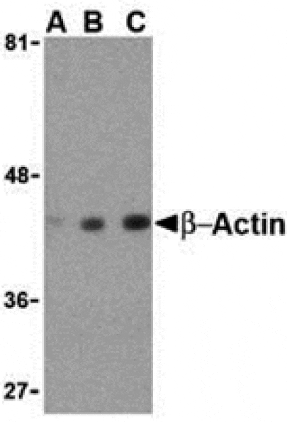 Western blot - Beta-actin Antibody from Signalway Antibody (24404) - Antibodies.com
