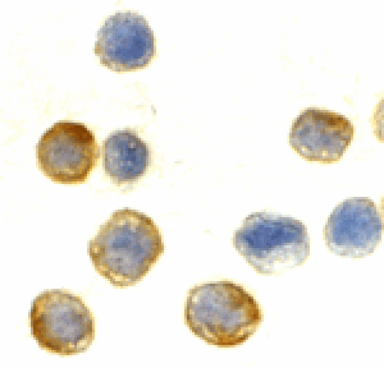 Immunocytochemistry - Beta-actin Antibody from Signalway Antibody (24404) - Antibodies.com