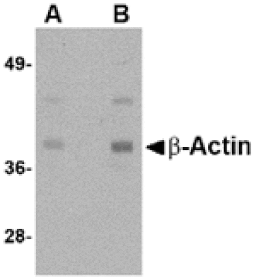 Western blot - Beta-actin Antibody from Signalway Antibody (24833) - Antibodies.com