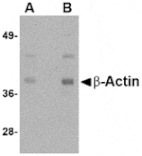 Western blot - Beta-actin Antibody from Signalway Antibody (24833) - Antibodies.com
