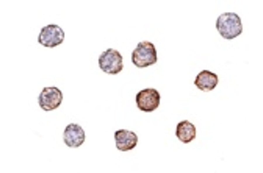 Immunocytochemistry - Beta-actin Antibody from Signalway Antibody (24833) - Antibodies.com