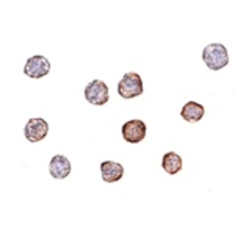 Immunocytochemistry - Beta-actin Antibody from Signalway Antibody (24833) - Antibodies.com