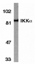 Western blot - IKK alpha Antibody from Signalway Antibody (24043) - Antibodies.com