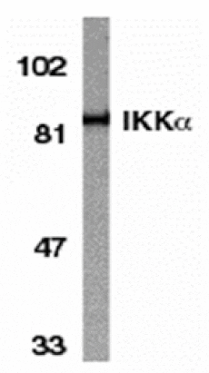 Western blot - IKK alpha Antibody from Signalway Antibody (24043) - Antibodies.com