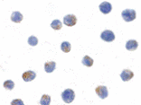 Immunocytochemistry - IKK alpha Antibody from Signalway Antibody (24043) - Antibodies.com