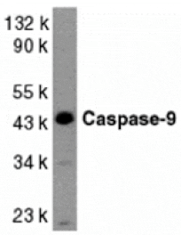 Western blot - Caspase-9 Antibody from Signalway Antibody (24050) - Antibodies.com