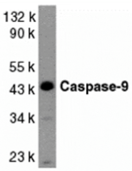 Western blot - Caspase-9 Antibody from Signalway Antibody (24050) - Antibodies.com